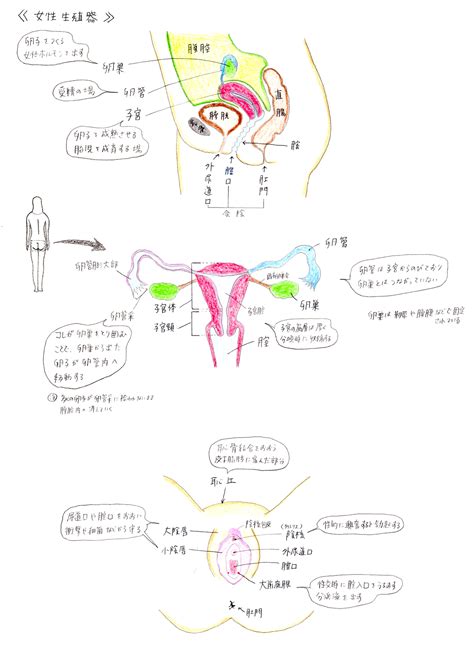 女性人体|女性生殖器の構造